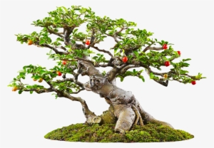 Фотки Bonsai Art, Bonsai Trees, House Plants, Container - Sageretia Theezans Bonsai