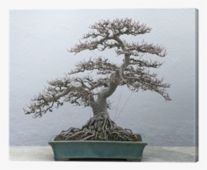 Bonsai
