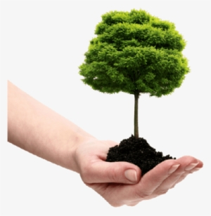 Free Png Save Tree Png Images Transparent - Plant A Tree Png