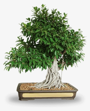 Professional Services - Bonsai Plant Png