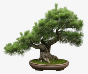 The Art Of Creating A Bonsai Tree - Itil V3 Small-scale Implementation [book]