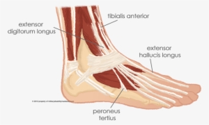 The Muscles Of The Top Of The Foot 7 - Extensor Digitorum Longus And Peroneus Tertius