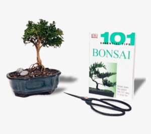 101 Essential Tips: Bonsai