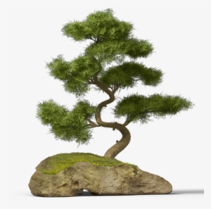 Report Abuse - Bonsai Pine Tree Png