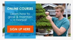 Online Bonsai Course - Colorado Spruce