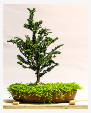 Dwarf Hinoki Cypress Seka - Bonsai
