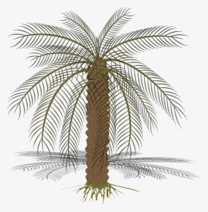 Palm Trees