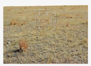 Parent Category - Grasses