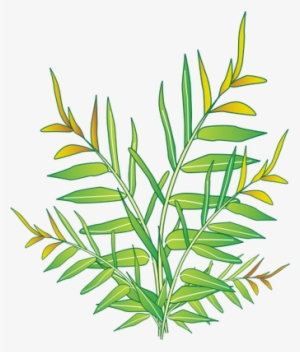 Ian Symbol Acrostichum Speciosum - Labelled Diagram Of Acrostichum