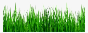 Grass Border Png - Green Grass Border Png