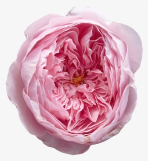 Free Transparent Tumblr Roses - English Roses Png
