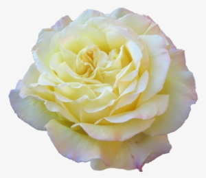 Flower Png Tumblr Flowers - Yellow Transparent Tumblr Floral