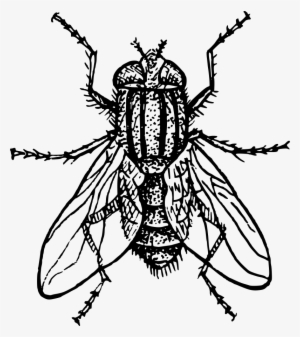 House Fly Clipart Png