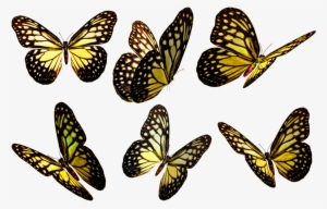 Butterflies Png - Yellow Butterfly Flying Png