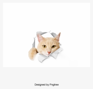 Pet Cat, Cat Clipart, Kitty, Cat Child Png And Psd - Cat