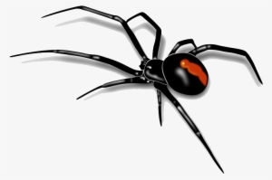 Spider - Transparent Background Spider Png