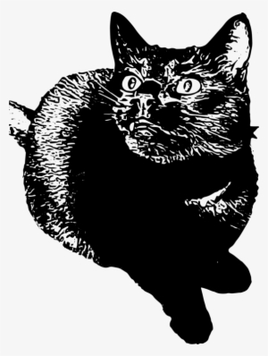 Domestic Short-haired Cat Whiskers Wildcat Tail - Cat