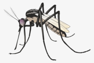 Commercial Use Flying Insects, Insect, Nature, Animal - Mosquito Art