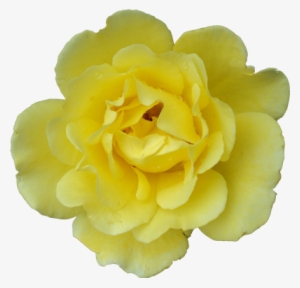 Flowers Textures - Adobe Photoshop