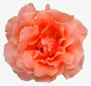 Mainpicture - Free Textures Photoshop Rose