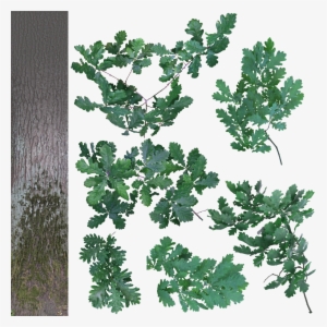 Quercus A 1024 - Oak Branch Cut Out