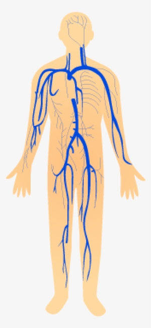 201405 Vein - Wikimedia Commons