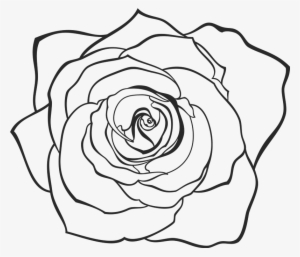 Vector Transparent Library Rose Rubber Flower Leaf - Floribunda