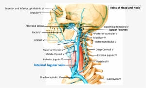 Course Of Internal Jugular Vein - Atlas Of Anatomy (thieme Anatomy)
