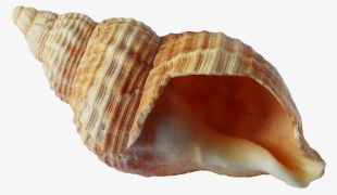 Free Png Sea Ocean Shell Png Images Transparent - Shell Png