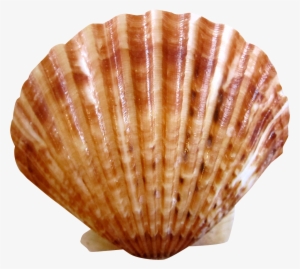 Sea Ocean Shell Png Image - Shell Png Transparent