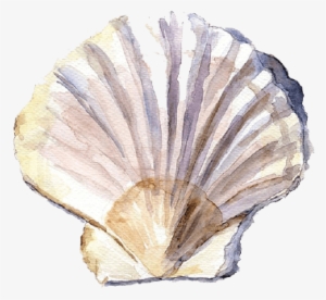 Shell Watercolor