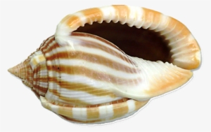 Shell - Shell Png