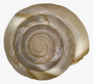 266 × 240 Pixels - Aegopis Verticillus