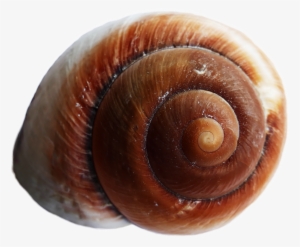 Sea Ocean Shell Png Image - Sea Shells Transparent Back Ground