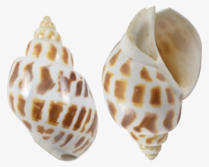 Babylon Polished Shell - Babylon Polished Shell Seashell 2.5-2.75"