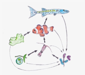 Food Web Nemo - Food Web From Nemo