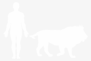 The Only Group Living Cat Species In The World, Lions