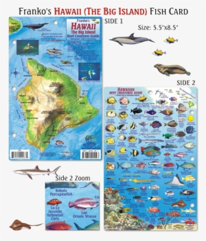 Fish Big Island Hawaii