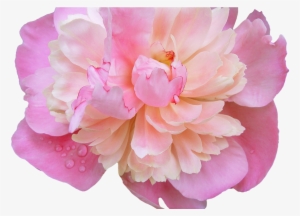 Tumblr Flower Crown Gallery Flower Wallpaper Hd - Pink Peony Transparent Background