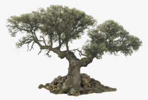 Large Tree Png Clipart Library Download