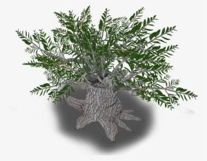 Olive Tree - Christmas Tree