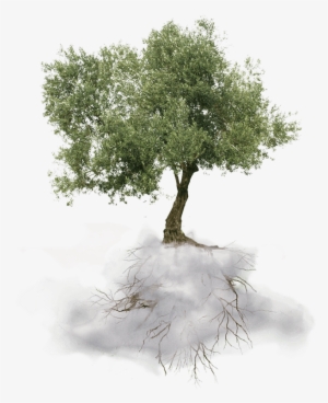Tree - Greek Olive Tree Png