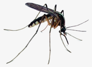 Mosquitoes - Ridpest - Zika Virus Mosquito Png