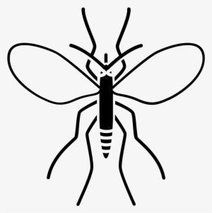 Insect Drawing Charcoal Line Art - Drawing