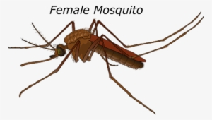 Female Mosquito Malaria Bug Pest Wildlife - Male And Female Anopheles Mosquito