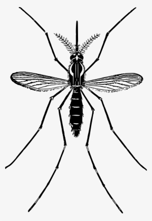 Mosquito Png Free Download - Black And White Mosquito Clipart