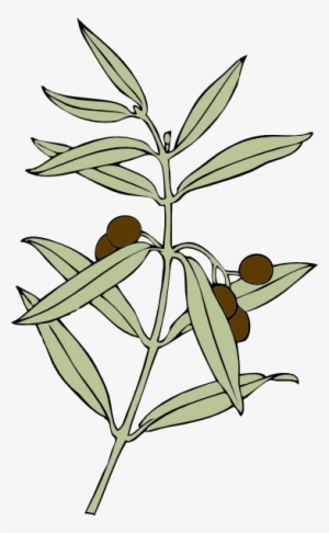 How To Set Use Olive Branch Clipart