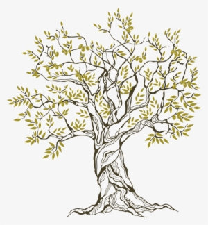 Olive Tree, The Blessed One - Family Tree