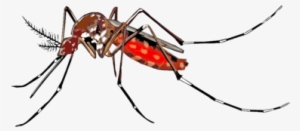 Mosquito-borne Disease Dengue Fever Wolbachia Insect - Mosquito Chikungunya