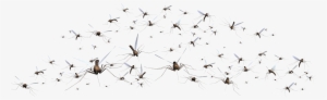 Mosquito